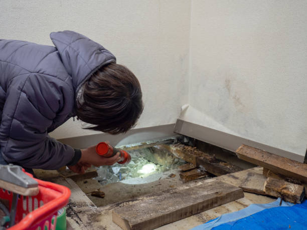 Best Real Estate Mold Inspection  in Westvale, NY