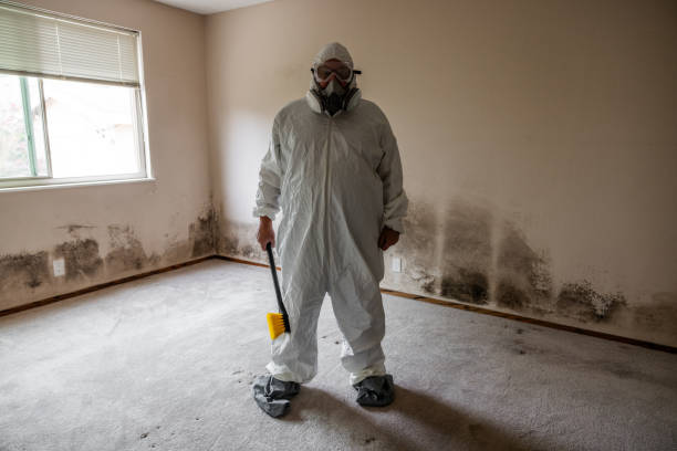 Best Post-Construction Mold Inspection  in Westvale, NY